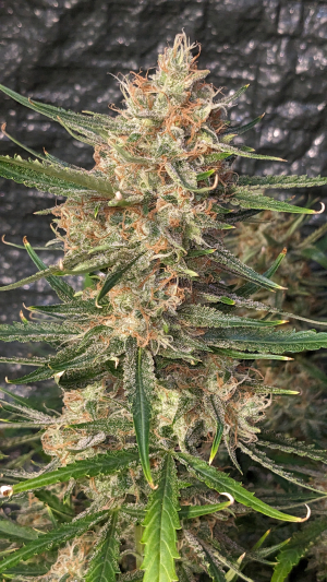 An image of Auto Moon Rock