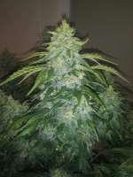 An image of Auto White Russian