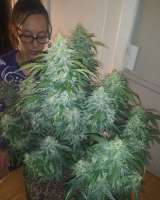 An image of Auto White Russian