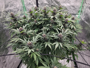 An image of Triple Purple Rhino