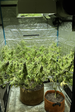 Chi-Chi's's picture by Circular_Drew