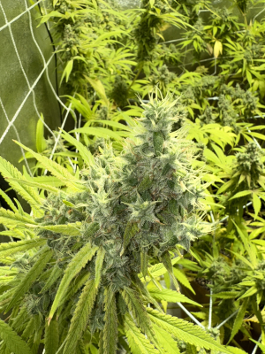 Image #28112500435745496