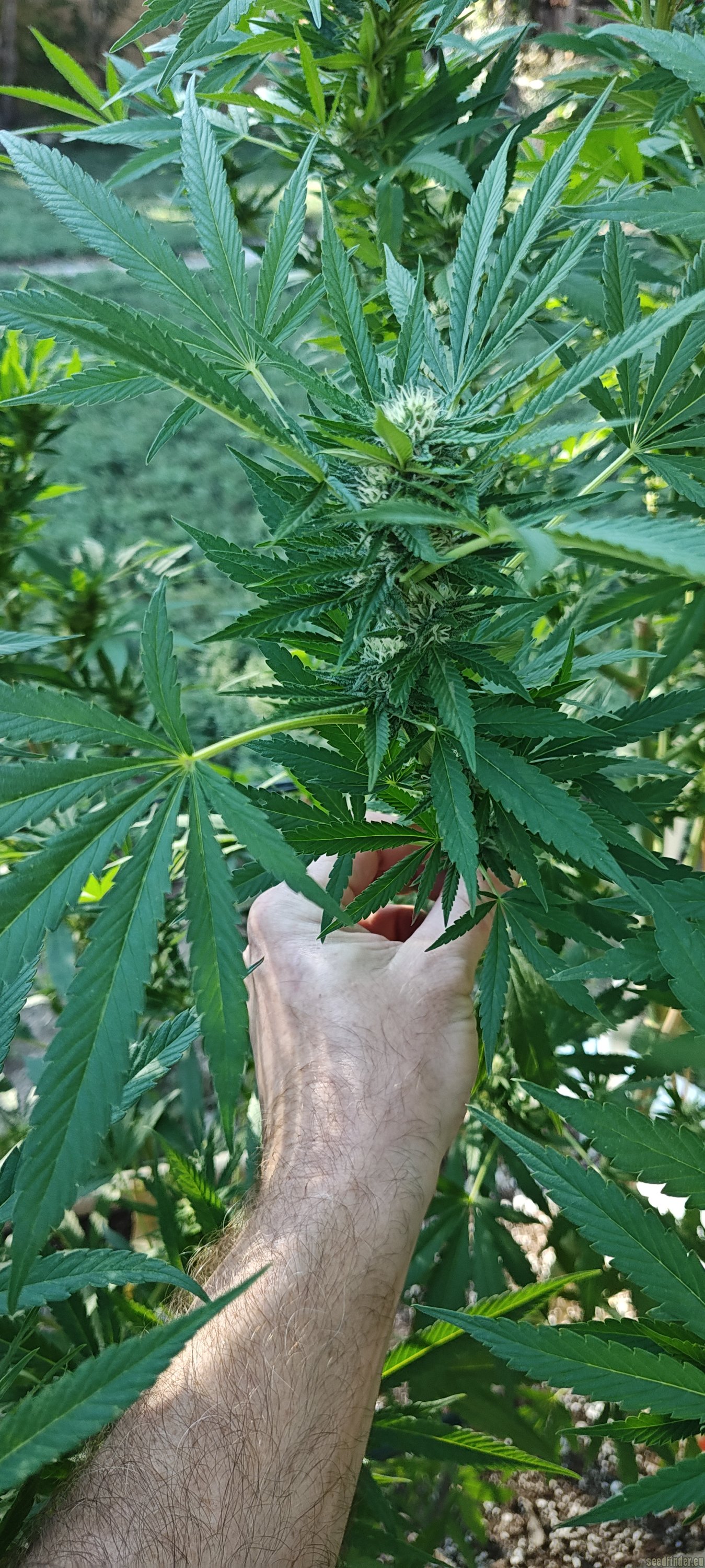 Lonestar Sharon's White Widow x Cinderella 99
