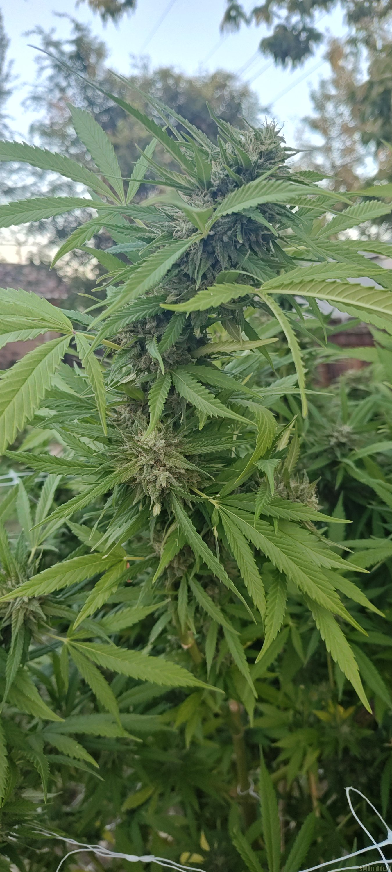 Lonestar Sharon's White Widow x Cinderella 99