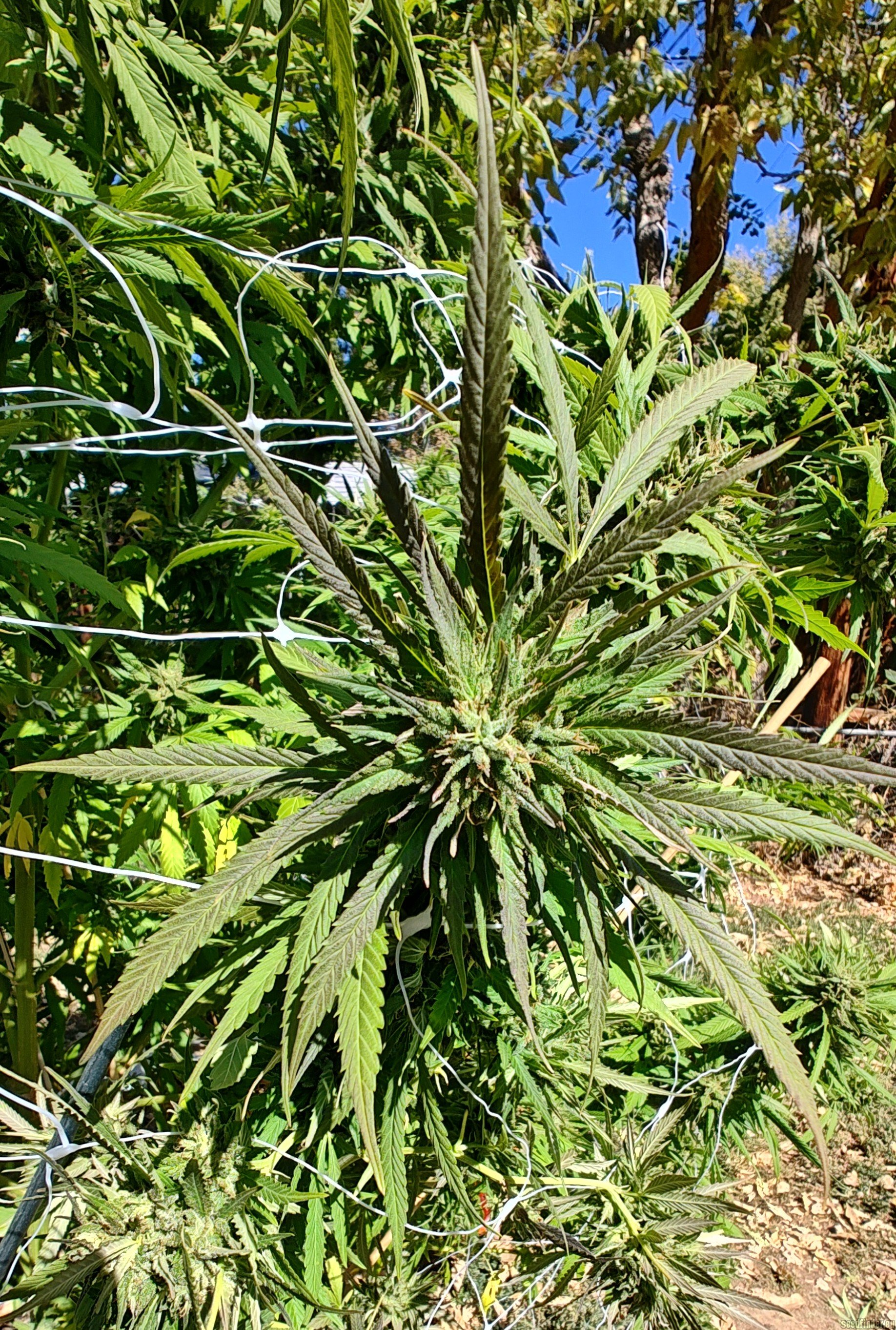 Lonestar Sharon's White Widow x Cinderella 99