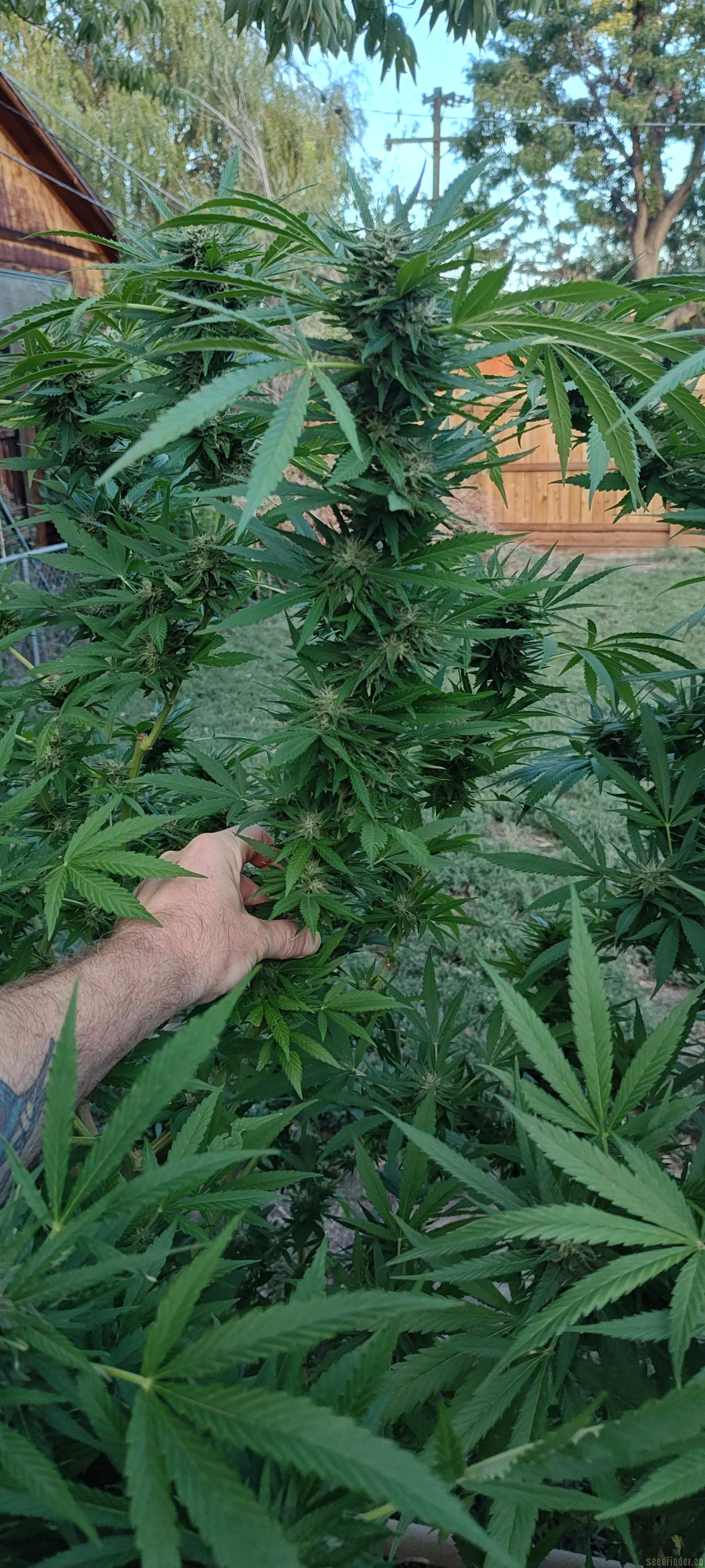 Lonestar Sharon's White Widow x Cinderella 99