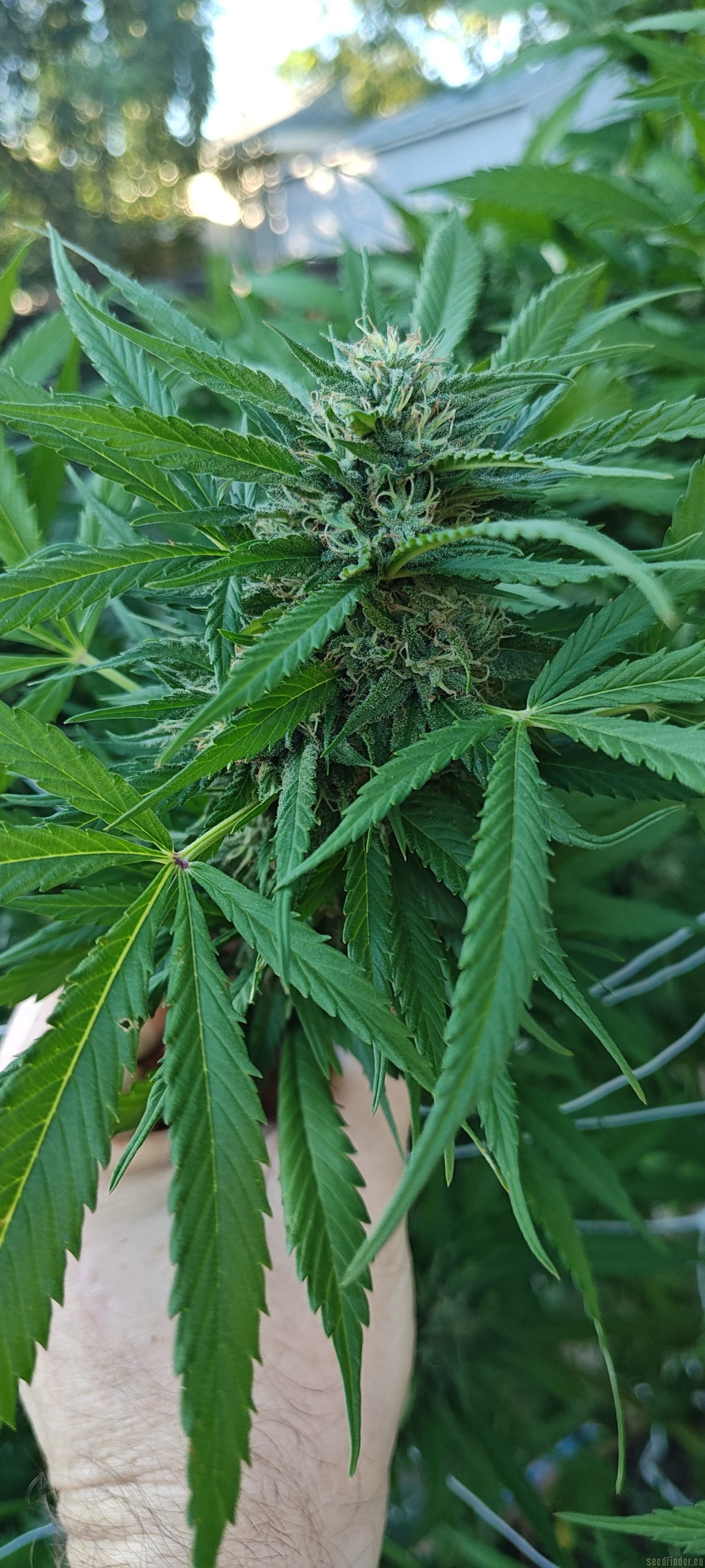 Lonestar Sharon's White Widow x Cinderella 99
