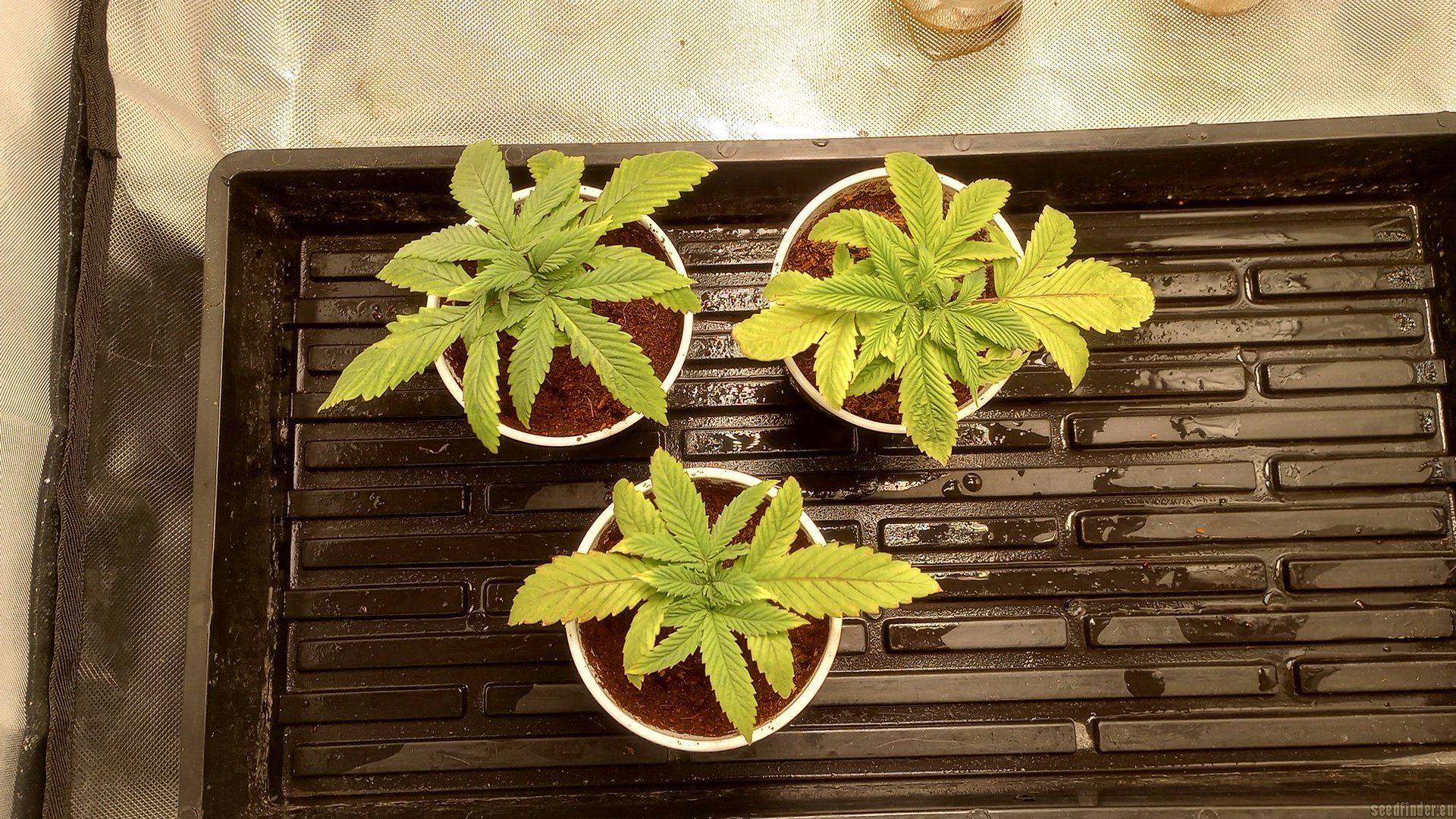 Lonestar Sharon's White Widow x Cinderella 99