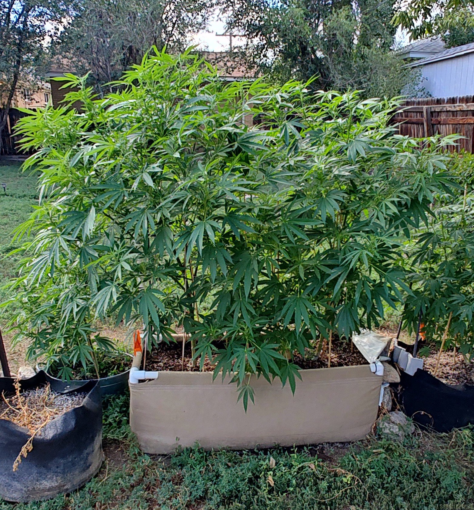 Lonestar Sharon's White Widow x Cinderella 99