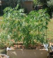 An image of Lonestar Sharon's White Widow x Cinderella 99