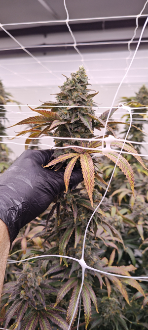 Lonestar Sharon's White Widow x Cinderella 99's picture by 420meowmeowmeow