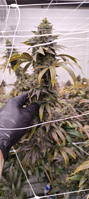 Lonestar Sharon's White Widow x Cinderella 99's picture by 420meowmeowmeow