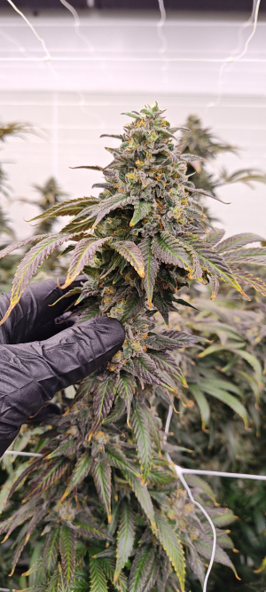 Lonestar Sharon's White Widow x Cinderella 99's picture by 420meowmeowmeow