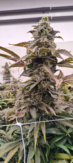 Lonestar Sharon's White Widow x Cinderella 99's picture by 420meowmeowmeow
