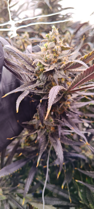 Lonestar Sharon's White Widow x Cinderella 99's picture by 420meowmeowmeow