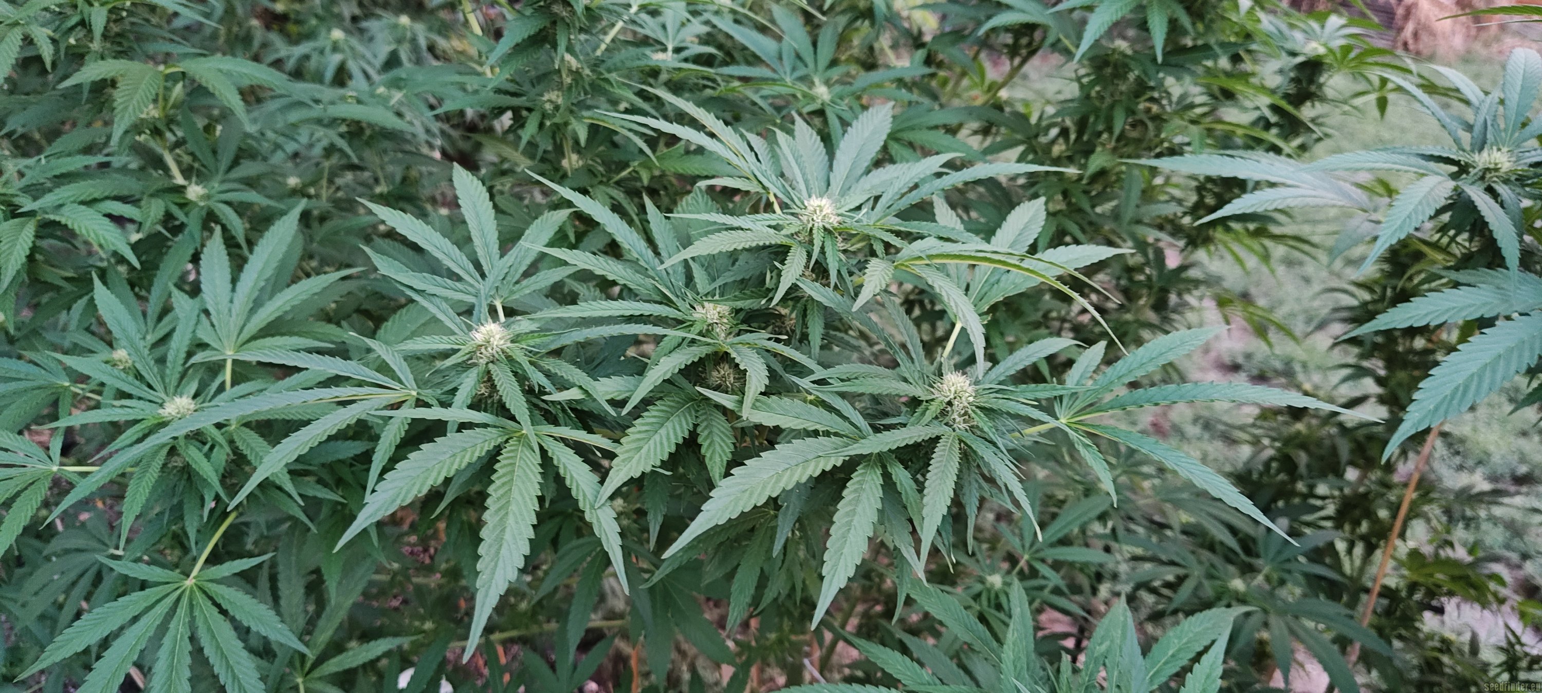 Lonestar Sharon's White Widow x Cinderella 99