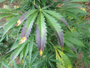 AutoDaiquiri Lime's picture by 25organics