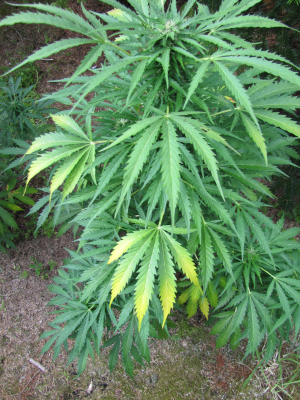 AutoDaiquiri Lime's picture by 25organics