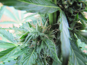 AutoDaiquiri Lime's picture by 25organics