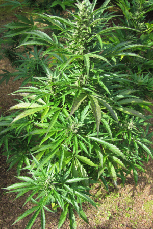 AutoUltimate's picture by 25organics