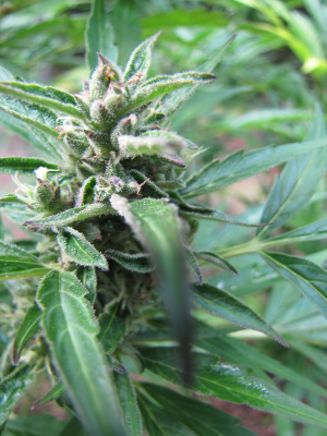 AutoUltimate's picture by 25organics