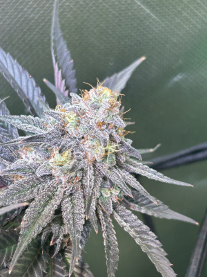 Image #18012621722999865