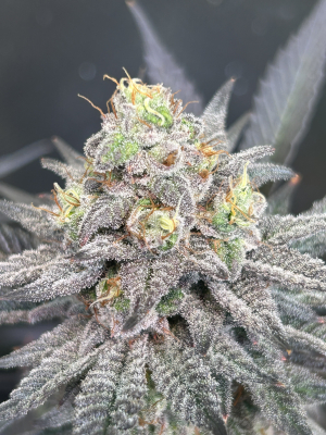 Image #18012635088884119