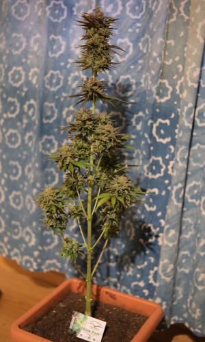 Image #06022622863407596