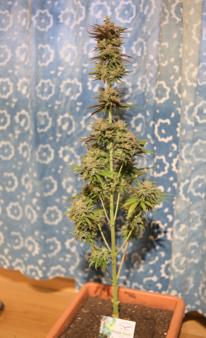 Image #06022684118554065