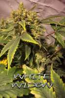 An image of White Widow