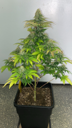 White Widow's picture by GratefulGrower