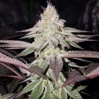 An image of Huckleberry Kush