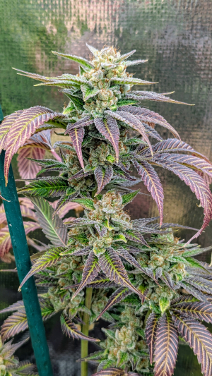 An image of Hudson Valley Sour