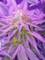 An image of Mastodon Kush