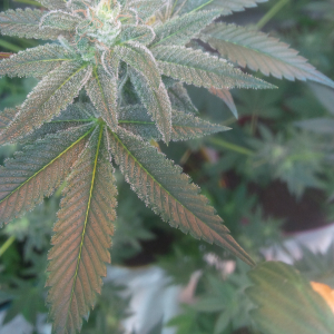 Trinity Kush's picture by Bob