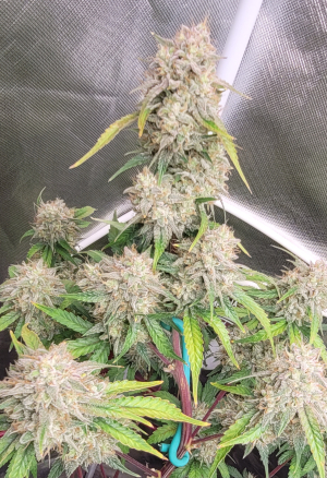 An image of Banana Daddy Auto