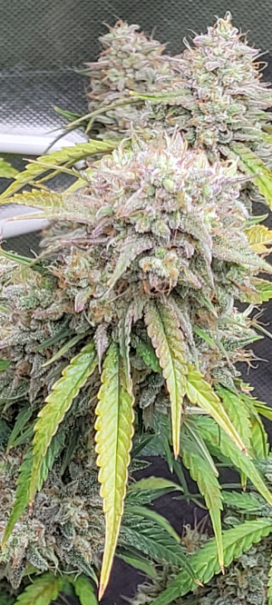 An image of Banana Daddy Auto