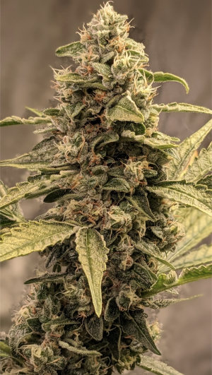 An image of Ethos OG