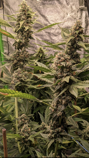 Image #25112531787724243