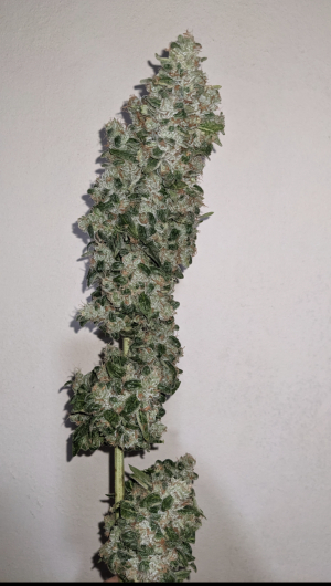 Ethos OG's picture by Nobody