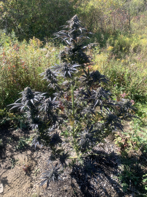 Image #12012686187135983