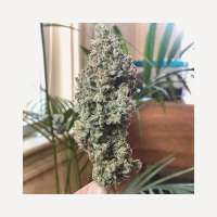 An image of Lilac Diesel