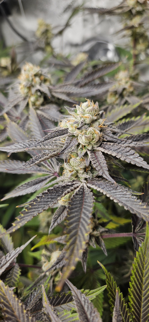 Mandarin Cookies's picture by Dolben
