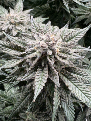 An image of Master Kush