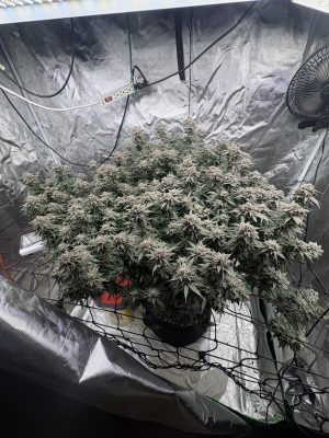 An image of Master Kush