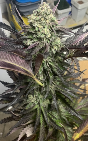 Psy-Op's picture by Pmad69