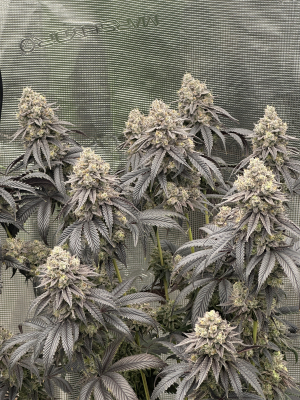 Slippery Susan's picture by Criptonian1