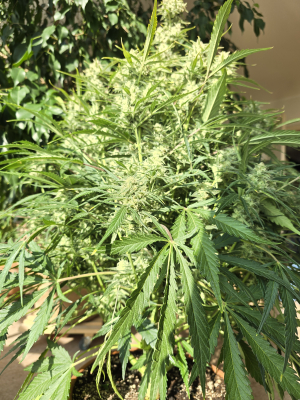 Image #08012674142730970