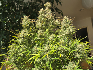 Image #08012685493582292