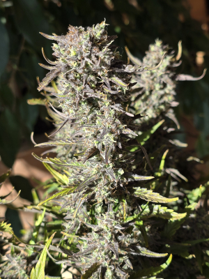 Image #17112500073201664